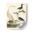 Familia Heron Ii - A. Wilson | Cuadro decorativo de Canvas Lab