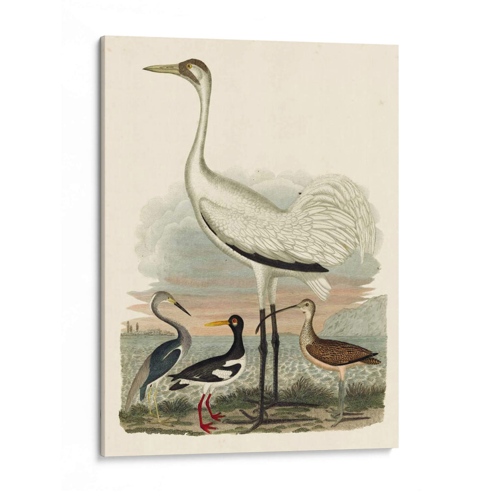 Familia Heron Iii - A. Wilson | Cuadro decorativo de Canvas Lab