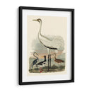 Familia Heron Iii - A. Wilson | Cuadro decorativo de Canvas Lab