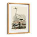 Familia Heron Iii - A. Wilson | Cuadro decorativo de Canvas Lab