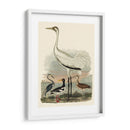 Familia Heron Iii - A. Wilson | Cuadro decorativo de Canvas Lab