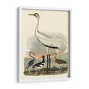 Familia Heron Iii - A. Wilson | Cuadro decorativo de Canvas Lab