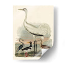 Familia Heron Iii - A. Wilson | Cuadro decorativo de Canvas Lab