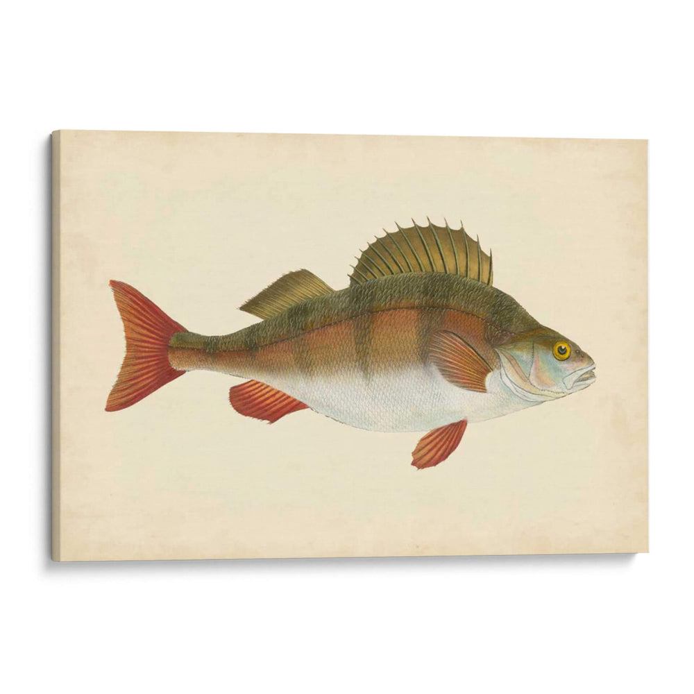 Donovan Antiguo Peces I - Donovan | Cuadro decorativo de Canvas Lab