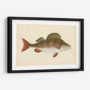 Donovan Antiguo Peces I - Donovan | Cuadro decorativo de Canvas Lab