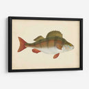 Donovan Antiguo Peces I - Donovan | Cuadro decorativo de Canvas Lab