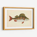 Donovan Antiguo Peces I - Donovan | Cuadro decorativo de Canvas Lab