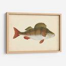 Donovan Antiguo Peces I - Donovan | Cuadro decorativo de Canvas Lab