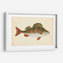 Donovan Antiguo Peces I - Donovan | Cuadro decorativo de Canvas Lab