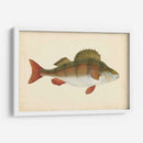 Donovan Antiguo Peces I - Donovan | Cuadro decorativo de Canvas Lab