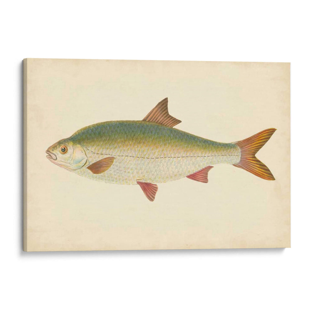 Donovan Antique Fish Ii - Donovan | Cuadro decorativo de Canvas Lab