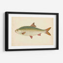 Donovan Antique Fish Ii - Donovan | Cuadro decorativo de Canvas Lab