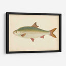 Donovan Antique Fish Ii - Donovan | Cuadro decorativo de Canvas Lab