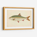 Donovan Antique Fish Ii - Donovan | Cuadro decorativo de Canvas Lab