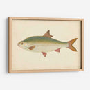 Donovan Antique Fish Ii - Donovan | Cuadro decorativo de Canvas Lab