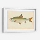 Donovan Antique Fish Ii - Donovan | Cuadro decorativo de Canvas Lab