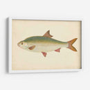 Donovan Antique Fish Ii - Donovan | Cuadro decorativo de Canvas Lab