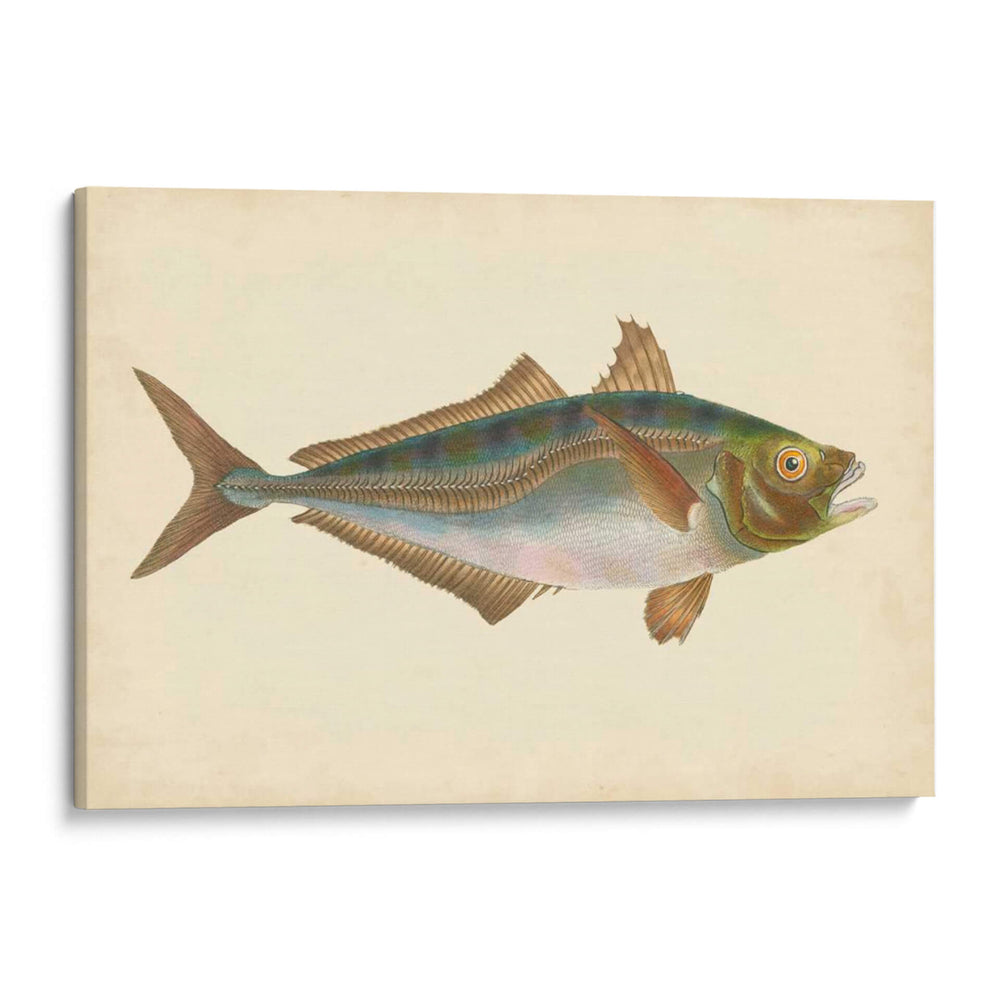 Donovan Antique Pescish Iii - Donovan | Cuadro decorativo de Canvas Lab