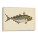 Donovan Antique Pescish Iii - Donovan | Cuadro decorativo de Canvas Lab