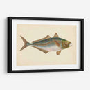 Donovan Antique Pescish Iii - Donovan | Cuadro decorativo de Canvas Lab
