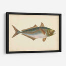Donovan Antique Pescish Iii - Donovan | Cuadro decorativo de Canvas Lab