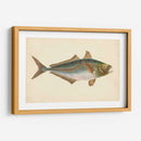 Donovan Antique Pescish Iii - Donovan | Cuadro decorativo de Canvas Lab