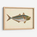 Donovan Antique Pescish Iii - Donovan | Cuadro decorativo de Canvas Lab