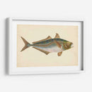 Donovan Antique Pescish Iii - Donovan | Cuadro decorativo de Canvas Lab