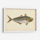 Donovan Antique Pescish Iii - Donovan | Cuadro decorativo de Canvas Lab