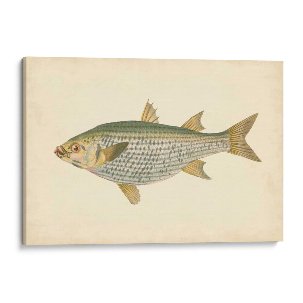 Donovan Antique Fish Iv - Donovan | Cuadro decorativo de Canvas Lab