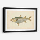 Donovan Antique Fish Iv - Donovan | Cuadro decorativo de Canvas Lab