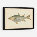 Donovan Antique Fish Iv - Donovan | Cuadro decorativo de Canvas Lab