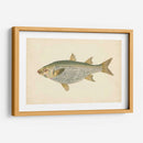 Donovan Antique Fish Iv - Donovan | Cuadro decorativo de Canvas Lab