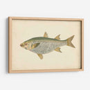 Donovan Antique Fish Iv - Donovan | Cuadro decorativo de Canvas Lab