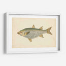 Donovan Antique Fish Iv - Donovan | Cuadro decorativo de Canvas Lab
