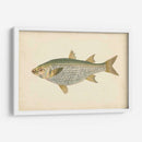 Donovan Antique Fish Iv - Donovan | Cuadro decorativo de Canvas Lab