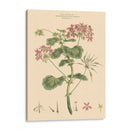 Rubor Rosa Floral Iv - John Miller | Cuadro decorativo de Canvas Lab