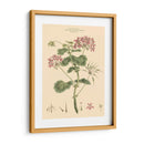 Rubor Rosa Floral Iv - John Miller | Cuadro decorativo de Canvas Lab