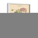 Rubor Rosa Floral Iv - John Miller | Cuadro decorativo de Canvas Lab