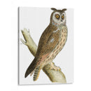 Búho De Orejas Largas De Morris - Morris | Cuadro decorativo de Canvas Lab