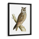 Búho De Orejas Largas De Morris - Morris | Cuadro decorativo de Canvas Lab