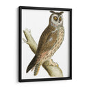 Búho De Orejas Largas De Morris - Morris | Cuadro decorativo de Canvas Lab