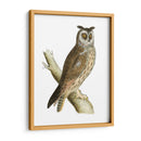 Búho De Orejas Largas De Morris - Morris | Cuadro decorativo de Canvas Lab