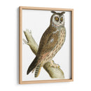 Búho De Orejas Largas De Morris - Morris | Cuadro decorativo de Canvas Lab