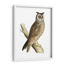 Búho De Orejas Largas De Morris - Morris | Cuadro decorativo de Canvas Lab