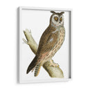 Búho De Orejas Largas De Morris - Morris | Cuadro decorativo de Canvas Lab