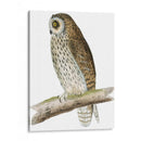 Búho De Orejas Cortas De Morris - Morris | Cuadro decorativo de Canvas Lab