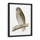 Búho De Orejas Cortas De Morris - Morris | Cuadro decorativo de Canvas Lab