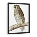 Búho De Orejas Cortas De Morris - Morris | Cuadro decorativo de Canvas Lab