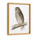 Búho De Orejas Cortas De Morris - Morris | Cuadro decorativo de Canvas Lab